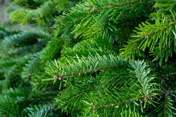 Plantación Abetos Nordmann Siempreverdes Árbol Navidad Creciendo Ourdoor Close — Foto de Stock