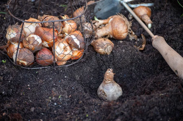 Őszi Kerti Munkák Őrölt Tavaszi Virághagymák Ültetése Tulipánból Nárciszból — Stock Fotó