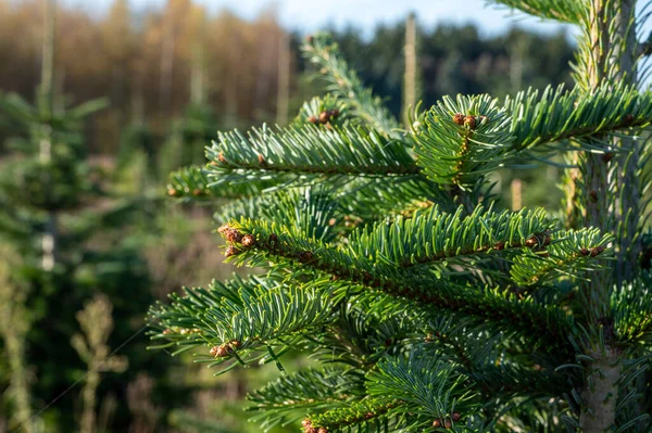 常緑のノルマンファームのプランテーション クリスマスツリー近くの私たちのドアを育てるUo — ストック写真