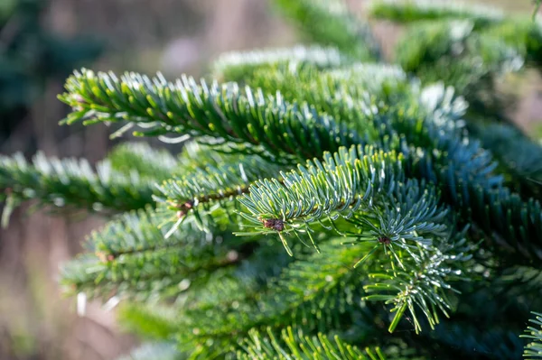 Plantation Vintergröna Nordmann Firs Julgran Växer Vårdörr Nära — Stockfoto