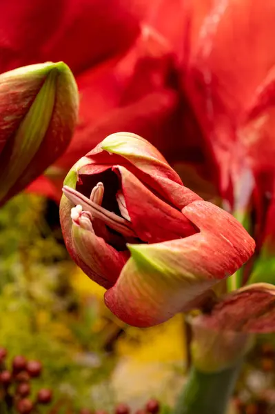 Big Red Amaryllis Winter Flowers Close — Stock Photo, Image