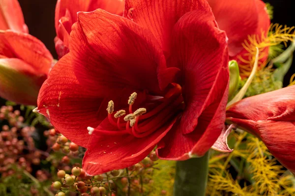 Big Red Amaryllis Winter Flowers Close — Stock Photo, Image