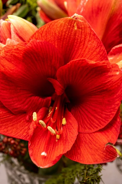 Big Red Amaryllis Winter Flowers Close — Stock Photo, Image