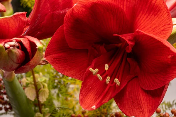 Grandes Flores Vermelhas Amaryllis Inverno Perto — Fotografia de Stock