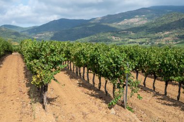 Fransa 'nın güneyinde, Collobrieres, Provence bölgesi yakınlarındaki Cotes de Provence' deki üzüm bağlarında olgun şarap üzümleri, Fransa 'da gül şarabı üretimi.