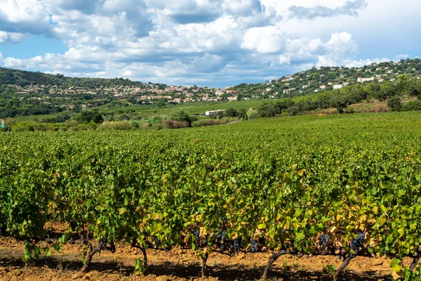 Řádky Zralých Vinných Hroznů Vinicích Cotes Provence Oblast Provence Jižní — Stock fotografie