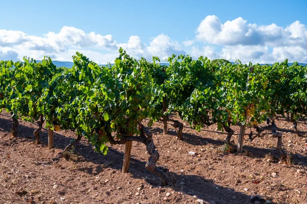 Filas Uvas Vino Syrah Maduras Plantas Viñedos Cotes Provence Región —  Fotos de Stock