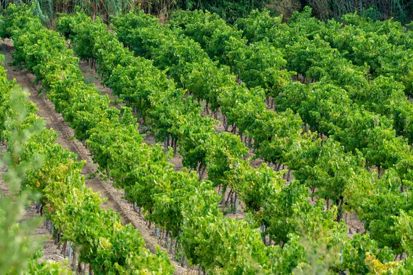 Rijen Van Rijpe Wijndruiven Planten Wijngaarden Cotes Provence Buurt Van — Stockfoto