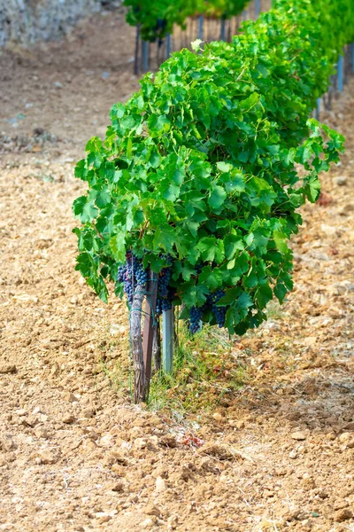 Mogna Svarta Eller Blå Carignan Eller Mourverde Druvor Som Används — Stockfoto