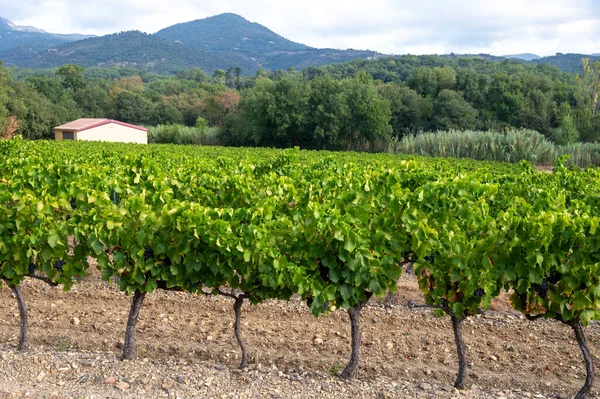 Filas Uvas Vino Maduras Plantas Viñedos Cotes Provence Cerca Collobrieres — Foto de Stock