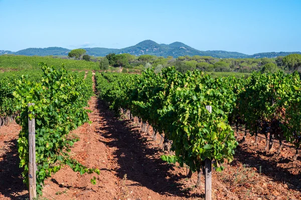 Filas Uvas Vino Syrah Maduras Plantas Viñedos Cotes Provence Región — Foto de Stock