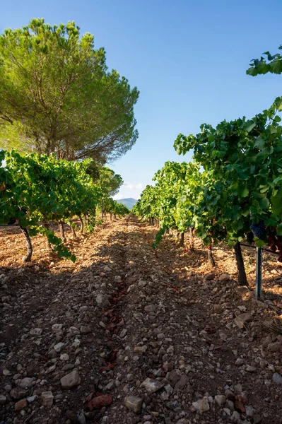Rijen Rijpe Grenache Wijndruiven Planten Wijngaarden Cotes Provence Regio Provence — Stockfoto