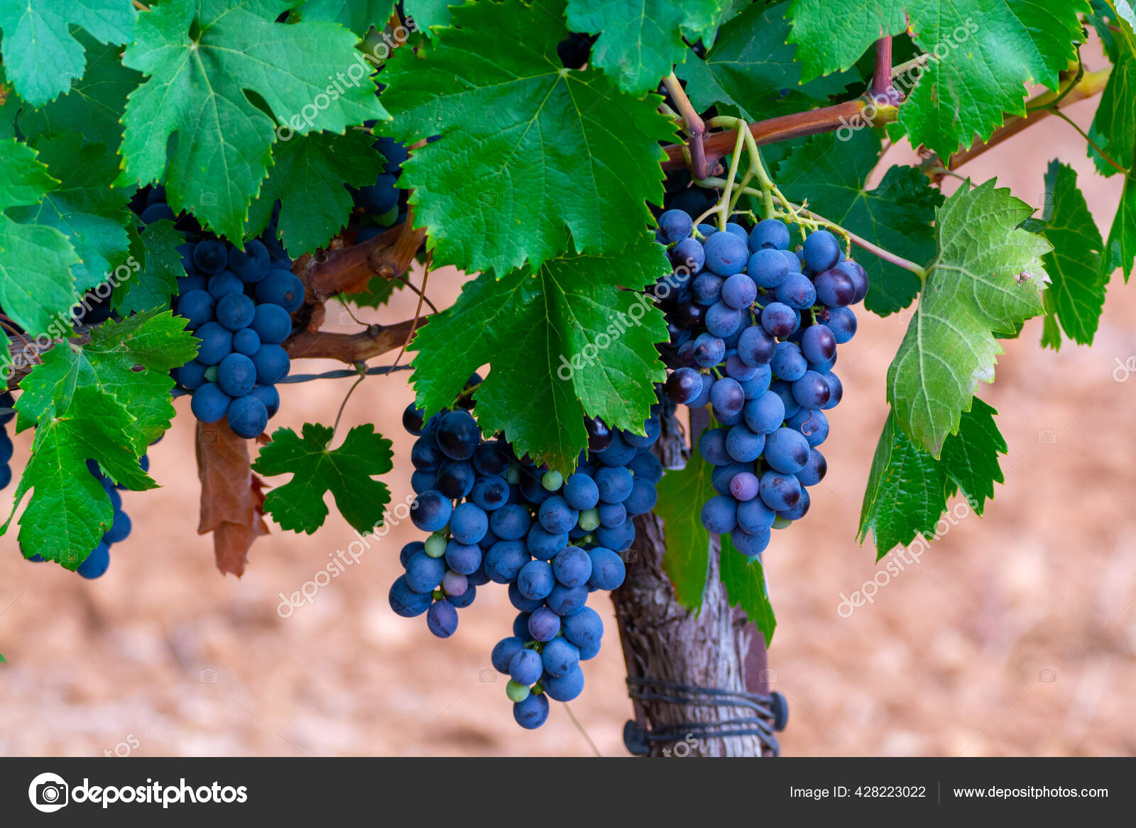 Ripe Black Blue Syrah Grenache Wine Grapes Using Making Rose