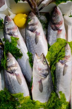 Günün avı, İtalya 'nın Terracina kentindeki balık restoranında buzda taze balık ve deniz yiyeceği.