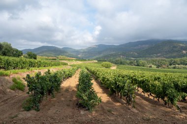 Fransa 'nın güneyinde, Collobrieres, Provence bölgesi yakınlarındaki Cotes de Provence' deki üzüm bağlarında olgun şarap üzümleri, Fransa 'da gül şarabı üretimi.