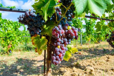 Fransa 'nın güneyindeki Cotes de Provence bölgesindeki üzüm bağlarında toplanmaya hazır gül veya kırmızı şarap yapımında kullanılan olgun siyah veya mavi carignan üzümleri.