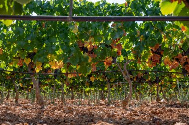 Fransa 'nın güneyindeki Cotes de Provence bölgesindeki üzüm bağlarında toplanmaya hazır gül ya da kırmızı şarap yapımında kullanılan olgun siyah ya da mavi üzümler.