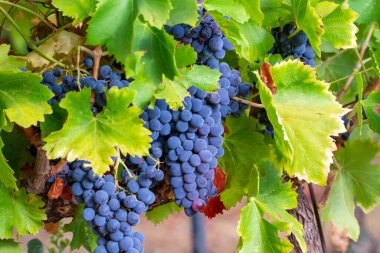 Fransa 'nın güneyindeki Cotes de Provence bölgesindeki üzüm bağlarında toplanmaya hazır gül ya da kırmızı şarap yapımında kullanılan olgun siyah ya da mavi Syrah üzümleri.