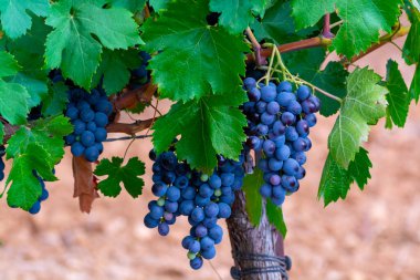 Ripe black or blue syrah or grenache wine grapes using for making rose or red wine ready to harvest on vineyards in Cotes  de Provence, region Provence, south of France close up clipart