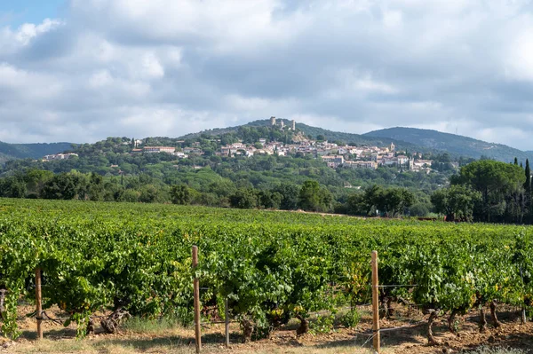 Filas Uvas Vino Maduras Plantas Viñedos Cotes Provence Cerca Grimaud — Foto de Stock