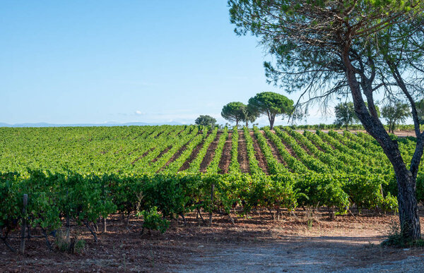 Ряды спелых сортов винограда сира на виноградниках в Котес-де-Провансе, область Прованс, юг Франции, готовые к сбору урожая, виноделие во Франции