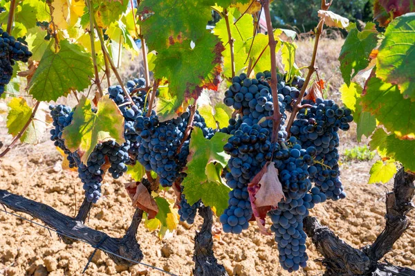 Uvas Maduras Vino Syrah Negro Azul Que Utilizan Para Elaboración —  Fotos de Stock