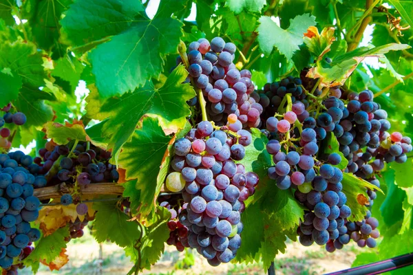 法国南部普罗旺斯地区科特斯德普罗旺斯的葡萄园中 成熟的黑或蓝红葡萄酒葡萄 用来酿造玫瑰或红酒 准备收割 — 图库照片