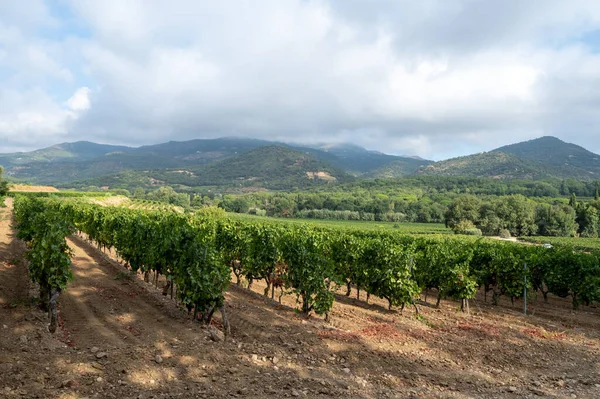 フランス南部のプロヴァンス地方コロブリエール近郊のコート プロヴァンスのブドウ畑に熟したワインの植物の行は フランスでワインを作るバラ — ストック写真