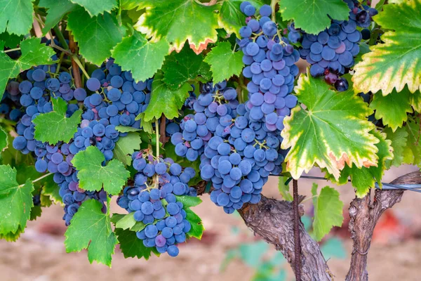 Reife Schwarze Oder Blaue Syrah Weintrauben Zur Herstellung Von Rosen — Stockfoto