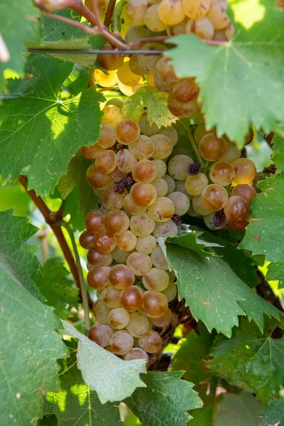 Raisins Vins Blancs Mûrs Base Rosiers Vins Blancs Prêts Être — Photo