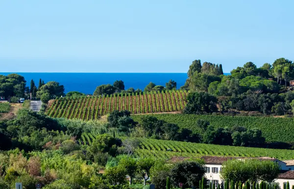 Rijen Van Rijpe Wijndruiven Planten Wijngaarden Cotes Provence Met Blauwe — Stockfoto