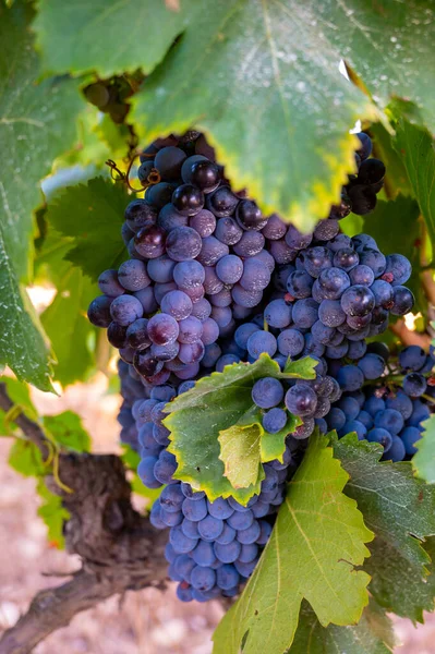 Zralé Černé Nebo Modré Grenache Moštové Hrozny Použít Pro Výrobu — Stock fotografie