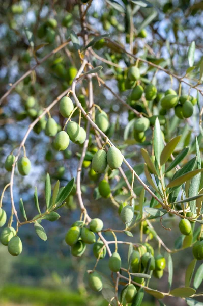 Muchas Aceitunas Verdes Maduras Colgando Árbol Listo Para Cosechar — Foto de Stock