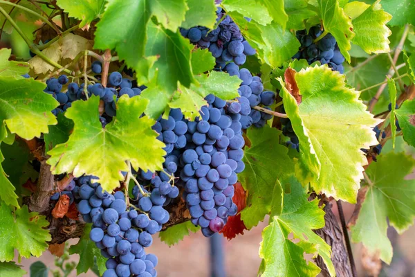 Ripe Black Blue Syrah Wine Grapes Using Making Rose Red — Stock Photo, Image