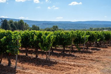 AOC Luberon dağlarının bağları Apt yakınlarında kırmızı kil toprak, Vaucluse, Provence, Fransa 'da yetişen eski üzüm gövdeleri ile. Kırmızı veya gül şarabı üzümü hasat etmeye hazır..