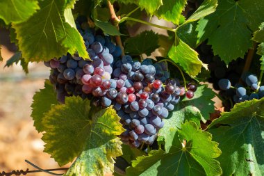 AOC Luberon dağlarının bağları Apt yakınlarında kırmızı kil toprak, Vaucluse, Provence, Fransa 'da yetişen eski üzüm gövdeleri ile. Kırmızı veya gül şarabı üzümü hasat etmeye hazır..