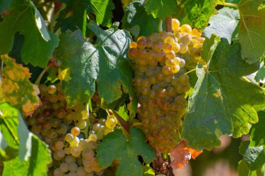 AOC Luberon dağlarının üzüm bağları Apt yakınlarında kırmızı kil toprak, beyaz şarap üzümü, Vaucluse, Provence, Fransa