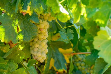 AOC Luberon dağlarının üzüm bağları Apt yakınlarında kırmızı kil toprak, beyaz şarap üzümü, Vaucluse, Provence, Fransa
