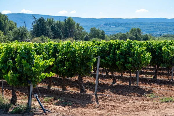 法国普罗旺斯Vaucluse市Apt附近的Aoc Luberon山葡萄园 长满了红色粘土土上的老葡萄树干 准备收割的红葡萄酒或玫瑰葡萄酒 — 图库照片