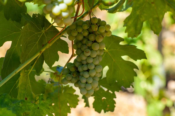 Winnice Gór Aoc Luberon Pobliżu Apt Starymi Winogronami Rosnącymi Czerwonej — Zdjęcie stockowe