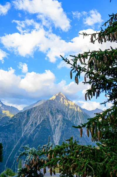 Immergrüne Tanne Mit Zapfen Nahaufnahme Und Französischen Alpen Hintergrund — Stockfoto