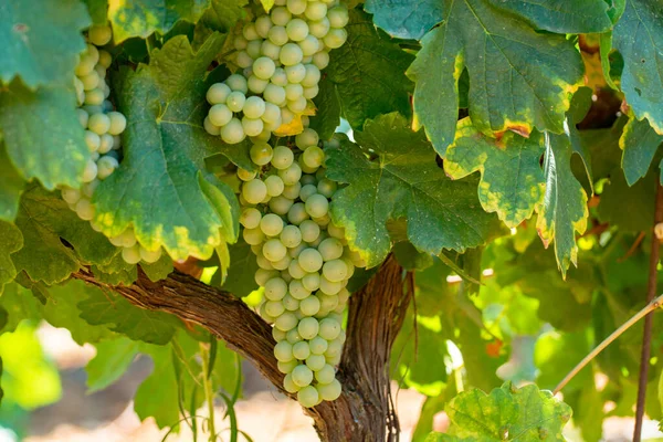 Vignobles Des Aoc Montagnes Luberon Près Apt Avec Vieux Troncs — Photo
