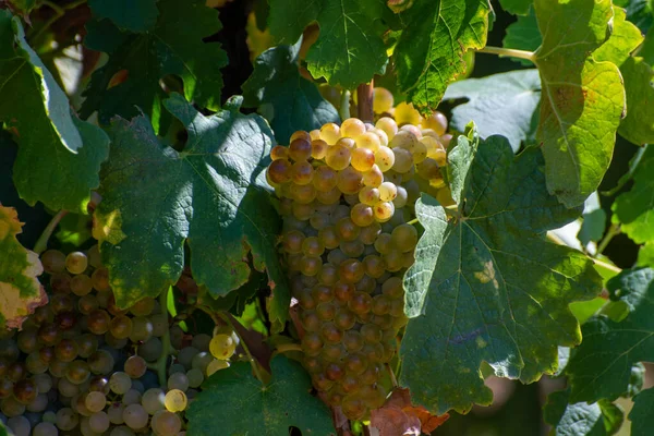 Vinice Aoc Luberon Poblíž Apt Starými Hrozny Které Rostou Červených — Stock fotografie