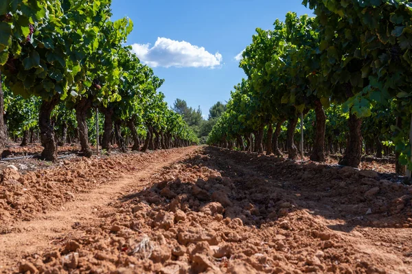 Viñedos Montañas Aoc Luberon Cerca Apt Con Troncos Uvas Viejas —  Fotos de Stock