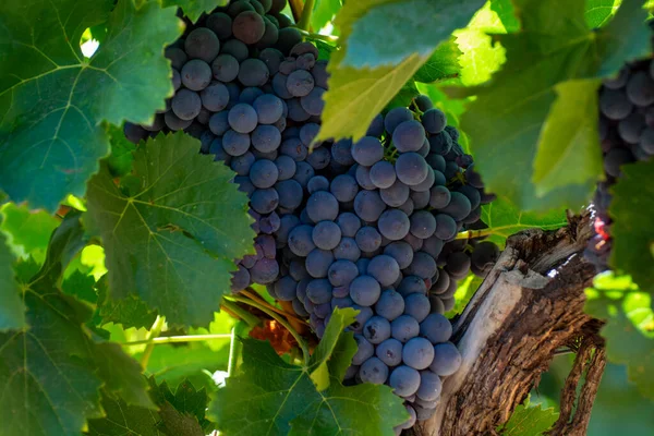 Vinhedos Montanhas Aoc Luberon Perto Apt Com Troncos Uvas Antigas — Fotografia de Stock