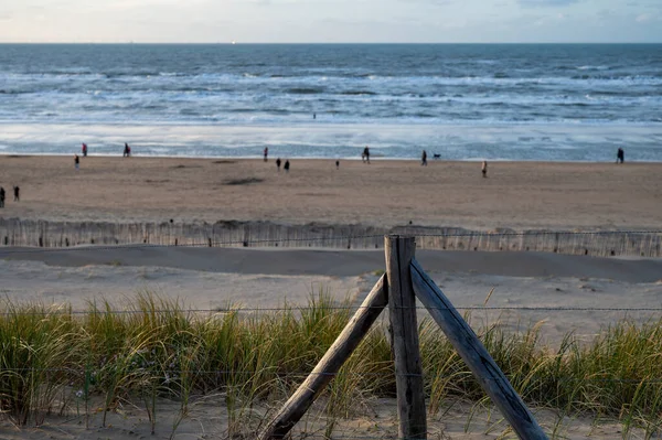 Hierba Verde Protege Las Dunas Arena Del Viento Amplia Playa — Foto de Stock