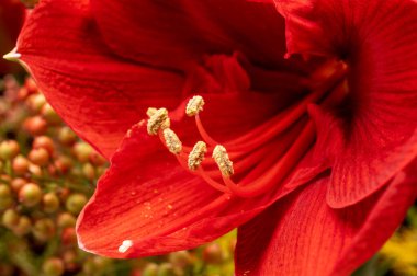 Büyük kırmızı Amaryllis kış çiçekleri yaklaşır