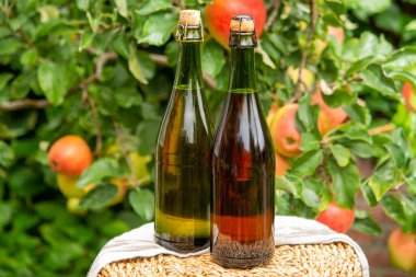 Fransa, Normandiya 'dan gelen elma şarabı ve yeşil elma ağacı. Arka planda olgun kırmızı meyveler var.