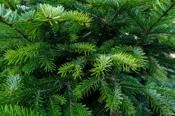 Plantation Evergreen Nordmann Firs Christmas Tree Growing Ourdoor Close — Stock Photo, Image