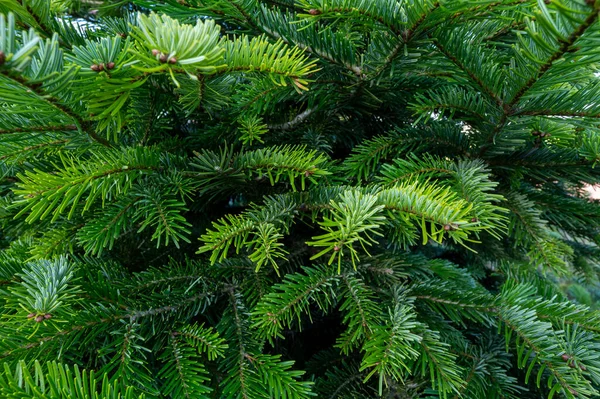 Plantacja Wiecznie Zielonych Nordmann Firs Choinka Rośnie Nasze Drzwi Blisko — Zdjęcie stockowe